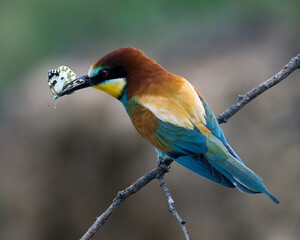Rear view of a European Bee eater with a white perid butterfly in its beak