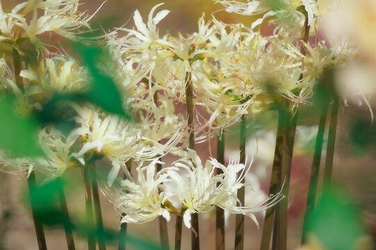 彼岸花 Images Browse 21 844 Stock Photos Vectors And Video Adobe Stock