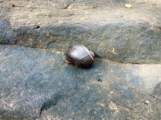 snail on a stone