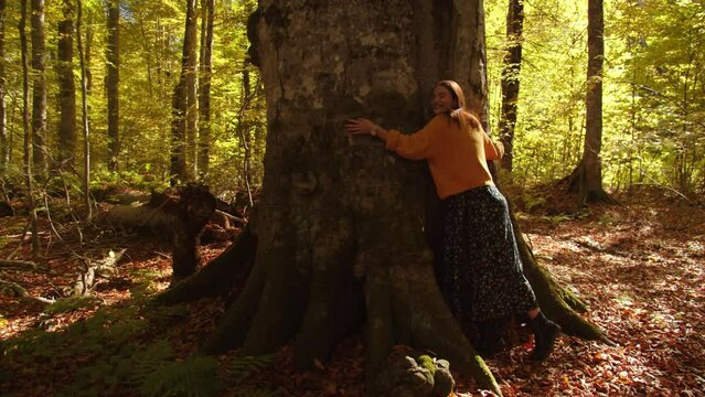 Pretty girl hugs the mighty and tall tree trunk surrounded colorful landscape and fallen leaves in autumn forest. young woman enjoys hugging the magestic tree and looks at it with admiration.