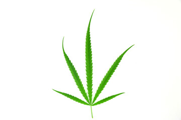 Green cannabis leaves on white background. Growing medical marijuana.