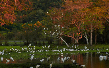 Garzas y aves de San Blas, Nayarit México