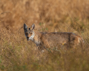 A young Coyote out hunting mice and Grasshoppers