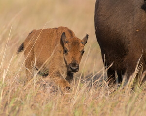 Bison calf alongside mother