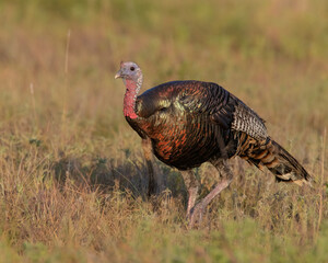Tom Turkey in early morning light