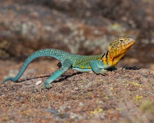 Male Collared Lizard