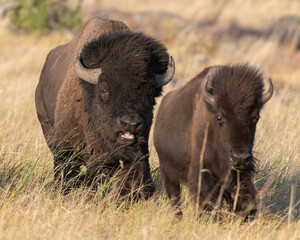 Bull Bison following a female