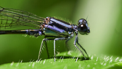Lib&eacute;lula, macro, insecto.