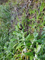 Black catapillar on grass