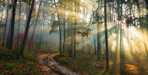 Dawn in the autumn forest. The sun's rays break through the morning fog.