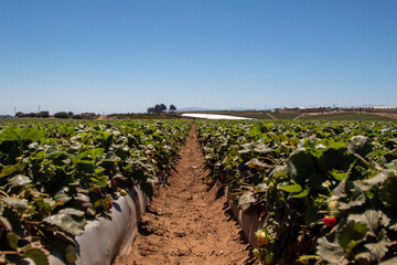 A row of strawberry plants in Watsonville, California