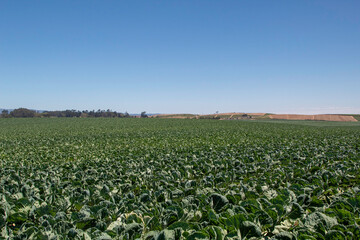 Fototapeta na wymiar A field of cabbage in the California countryside