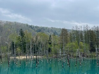 青い池