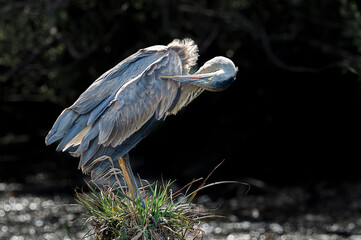 Great blue heron on a stump in Southern Oregon wetlands, preening