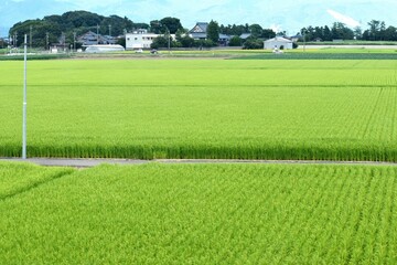 米、水田、稲、田んぼ、ライス