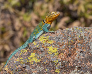 Male Collared Lizard