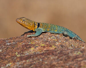 Male Collared Lizard