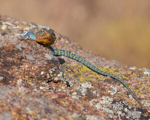 Male Collared Lizard