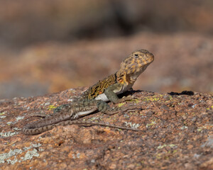Female Collared Lizard