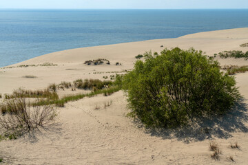 View of Staroderevenskaya dune from the height of Efa (Walnut Dune) and the Baltic Sea in the background on a sunny summer day, Curonian Spit, Kaliningrad region, Russia