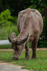 Water Buffalo Northern Thailand