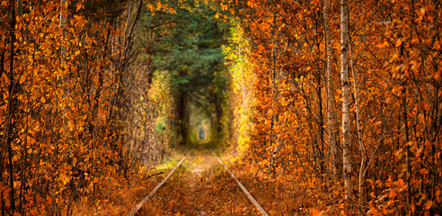 Fototapeta premium Autumn tunnel of love. City of Klevan, Ukraine