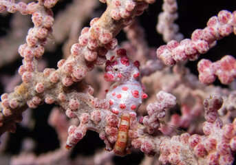 pygmy seahorse hiding the light in the sea fan - obrazy, fototapety, plakaty