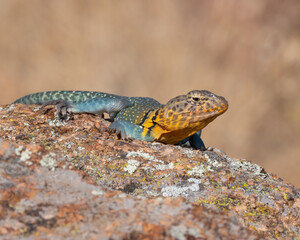 Male Collared Lizard
