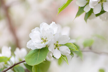 white apple blossoms, selective focus, close-up