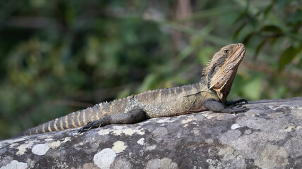 Australian water dragon (Intellagama lesueurii) basking on a rock, Sydney, Australia