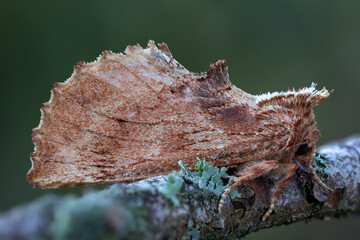 Kamel-Zahnspinner - Ptilodon capucina
