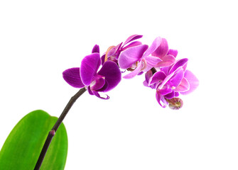 close up on blooming orchids isolated on white background