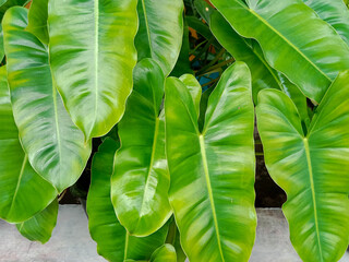 Green Philodendron leaves, tropical plant growing in a pot. Close up. Pattern, texture, heart...