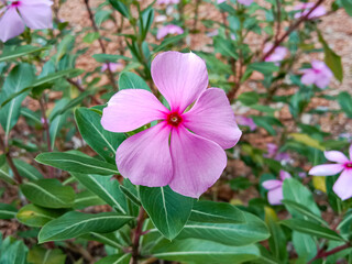 Close up of beautiful pink Catharanthus Roseus. Commonly known as bright eyes, cape periwinkle,...