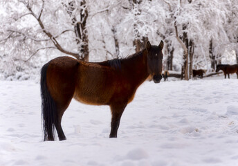 Red bay horse in heavy snow fall with snow all over her