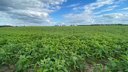 Fototapeta na wymiar soybean plantation in vicinity of Wlodawa