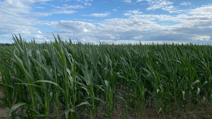 corn ordinary cultivation in vicinity of Wlowawa