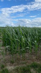 corn ordinary cultivation in vicinity of Wlowawa