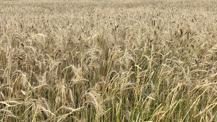 wheat rough farmland in Lublin region