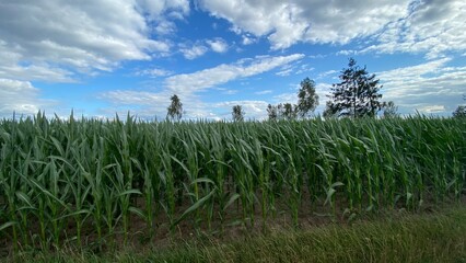 corn ordinary cultivation in vicinity of Wlowawa