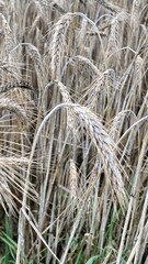 wheat rough farmland in Lublin region