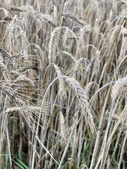 Fototapeta premium wheat rough farmland in Lublin region