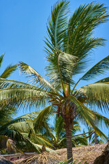 Palmera, cielo, verde, hoja, tronco, vacaciones, aire libre.
