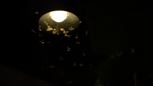 slow motion of mayfly insect using a wing to fly with lantern light at night, nature termite swarming bloom under street lamp light, wildlife animal scene, fauna mating science concept