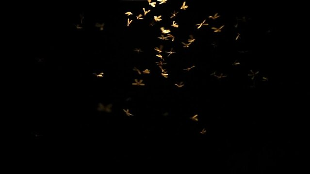 slow motion of mayfly insect using a wing to fly with lantern light at night, nature termite swarming bloom under street lamp light, wildlife animal scene, fauna mating science concept