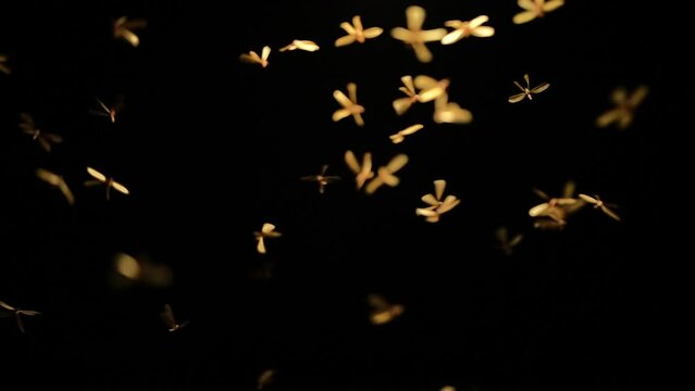slow motion of mayfly insect using a wing to fly with lantern light at night, nature termite swarming bloom under street lamp light, wildlife animal scene, fauna mating science concept