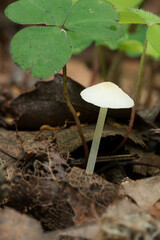 Nature of Belarus - mushrooms growing in forest.