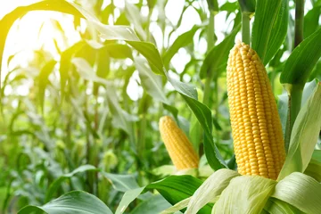 Fotobehang Close-up corn cobs in corn plantation field. © Paitoon