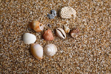 Seashell. Seashell texture. Natural background. Tropical background. Abstract background. Seashell on the beach. Marine life.