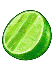 Sour green lime cut in half citrus summer drink for cocktail hand drawing illustration